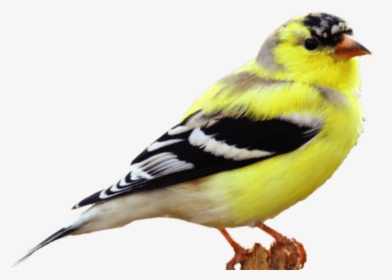 American Goldfinch Png, Transparent Png, Transparent PNG