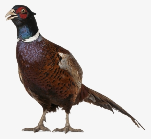 Transparent Real Birds Png - Pheasant Png, Png Download, Transparent PNG