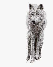 Wolf Png Clipart Png - Manipulation Background And Png, Transparent Png, Transparent PNG