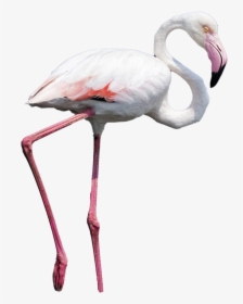 Real Flamingo Png Photos - Flamingo Png, Transparent Png, Transparent PNG
