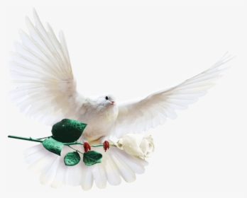 Columbidae Columba Clip Art - White Dove With White Rose, HD Png Download, Transparent PNG