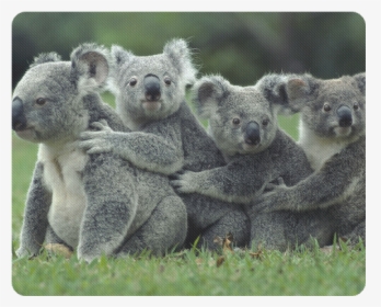 Koala Bear Rectangle Mousepad - Koala High On Eucalyptus, HD Png Download, Transparent PNG