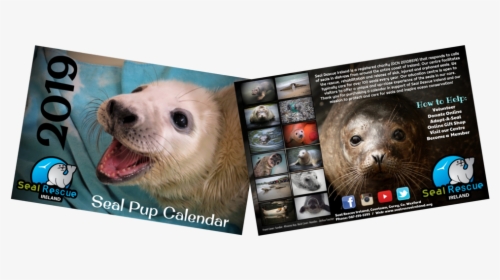 Now Half Price Our 2019 Calendar Is Now Only €5, HD Png Download, Transparent PNG