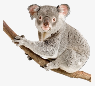 Koala Bear Happy Birthday , Png Download, Transparent Png, Transparent PNG