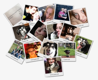 Transparent Sad Puppy Png - Collage, Png Download, Transparent PNG