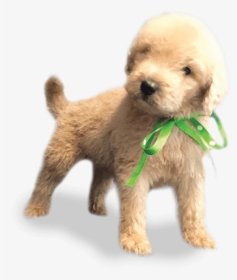 Cockapoo Miniature Poodle Schnoodle Goldendoodle Toy - Toy Poodle, HD Png Download, Transparent PNG