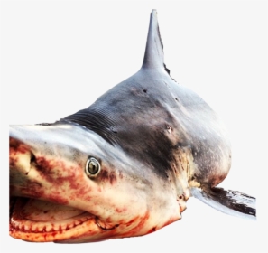 #shark #deadshark #sharkweek #sharkmouth #sharktooth - Billfish, HD Png Download, Transparent PNG