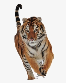 Walking Tiger Transparent Image - Tiger Running Front View Png, Png Download, Transparent PNG