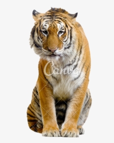 Sitting Tiger Transparent Image - Tiger Full Body Sitting, HD Png Download, Transparent PNG