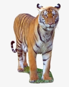 Malayan Tiger Transparent Background , Png Download - Siberian Tiger, Png Download, Transparent PNG