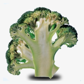 Transparent Brocolli Png - Broccoli, Png Download, Transparent PNG