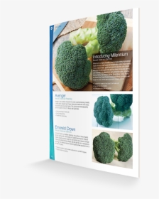 Broccoli, HD Png Download, Transparent PNG