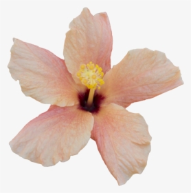 Clip Art Orange Hibiscus Flower - Free To Use Flower, HD Png Download, Transparent PNG