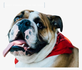 Transparent Bulldog Face Png - Australian Bulldog, Png Download, Transparent PNG