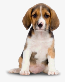 Cute Dog Png Image - Dog Png, Transparent Png, Transparent PNG