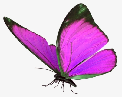 Transparent Butterflys Png - Blue Light Butterfly Png, Png Download, Transparent PNG