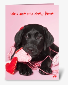 Chew Love Black Labrador Retriever Greeting Card - Black Lab Valentines, HD Png Download, Transparent PNG