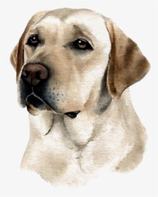 Clip Art Dog Watercolor - Dibujos De Perros Labradores, HD Png Download, Transparent PNG