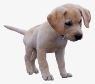 Super Cute Little Yellow Labrador Retriever Puppy Dog - Super Cute Dogs Png, Transparent Png, Transparent PNG