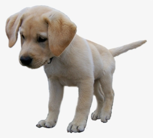 #pup #dog #puppy #labradorretriever #labrador #lab - Transparent Dogs Puppys Lab, HD Png Download, Transparent PNG