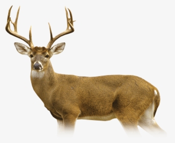 Elk, HD Png Download, Transparent PNG