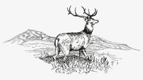 Deer - Sketch, HD Png Download, Transparent PNG