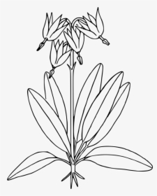 Line Art,plant,flower - Shooting Star Plant Drawing, HD Png Download, Transparent PNG