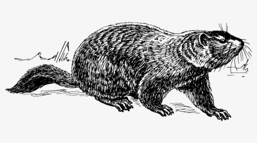 Transparent Groundhog Day Png - Ground Hog Drawing, Png Download, Transparent PNG