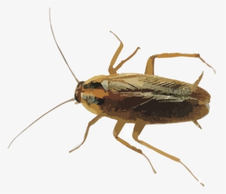 Hr Cockroaches, HD Png Download, Transparent PNG