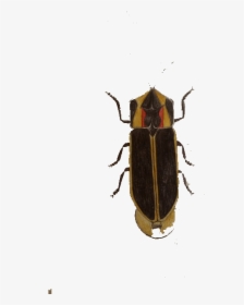 Cockroach Insect Blattodea - Soldier Beetle, HD Png Download, Transparent PNG