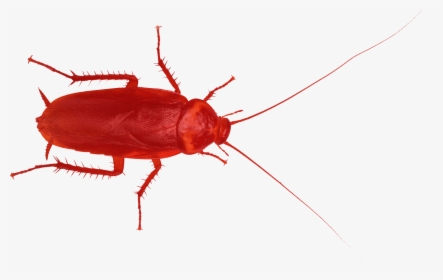 Red Cockroache - Red Cockroach Transparent, HD Png Download, Transparent PNG