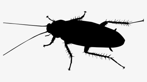 Black And White Cockroaches , Png Download, Transparent Png, Transparent PNG