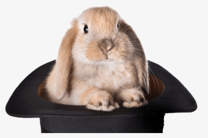 Rabbit Hat Png - Bunny Hat Magic, Transparent Png, Transparent PNG