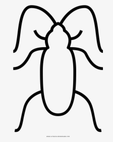 Cockroaches Coloring Page - Weevil, HD Png Download, Transparent PNG