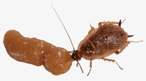 Exterminator Spraying Insecticides And Killing Bugs - Cockroach Eating Gel Bait, HD Png Download, Transparent PNG