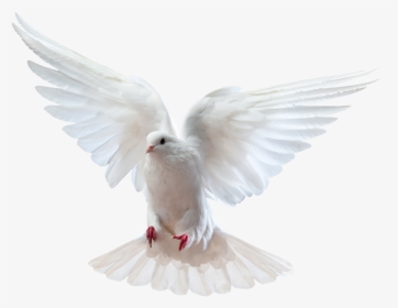 Free Clipart Of Prayer Requests - Happy Pentecost Day Wishes, HD Png Download, Transparent PNG