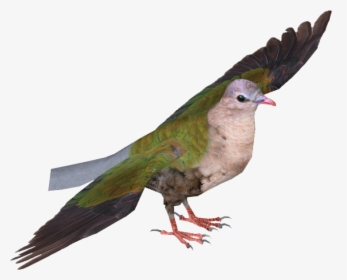 Common Emerald Dove - Common Emerald Dove Flying, HD Png Download, Transparent PNG
