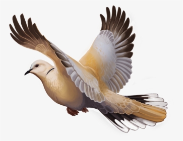 Image - Eurasian Collared Dove Expansion, HD Png Download, Transparent PNG