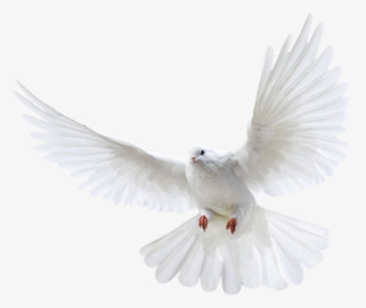 Dove Png Transparent Background, Png Download, Transparent PNG