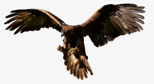 Eagle Flying Png, Transparent Png, Transparent PNG