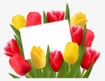 Red And Yellow Tulips Png, Transparent Png, Transparent PNG