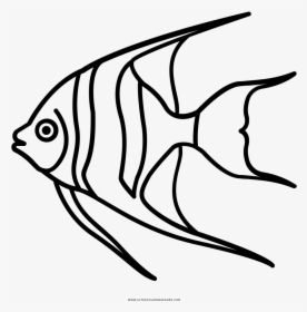 Angelfish Coloring Page - Coral Reef Fish, HD Png Download, Transparent PNG