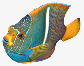 Angelfish - Angelfish Png, Transparent Png, Transparent PNG