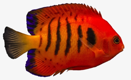 Coral Reef Fish, HD Png Download, Transparent PNG