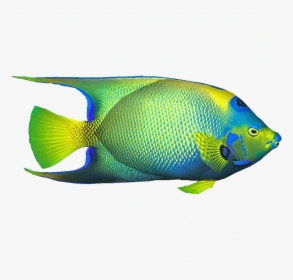 Queenangelfishdd - Coral Reef Fish, HD Png Download, Transparent PNG