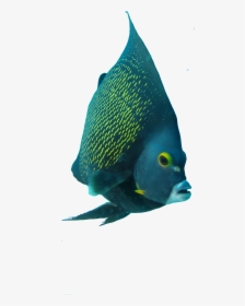 Angelfish Png, Transparent Png, Transparent PNG