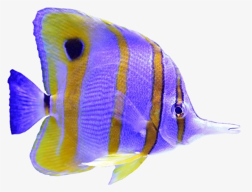 #angelfish #purple #fish #underwater #sealife - Holacanthus, HD Png Download, Transparent PNG
