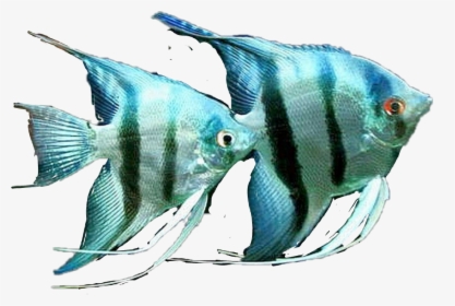 #fish #angelfish - Saltwater Zebra Angelfish, HD Png Download, Transparent PNG
