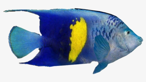 Arabian Angelfish V2 - Coral Reef Fish, HD Png Download, Transparent PNG