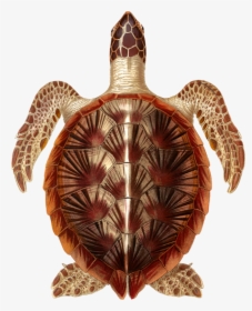 Turtle,reptile,tortoise - Hawksbill Sea Turtle, HD Png Download, Transparent PNG
